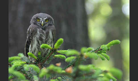 Sperlingskauz (Glaucidium passerinum)