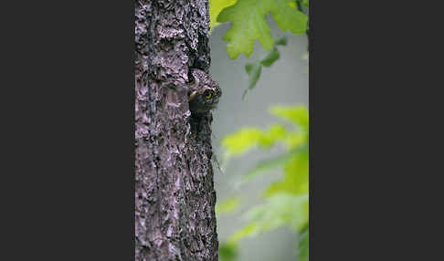 Sperlingskauz (Glaucidium passerinum)