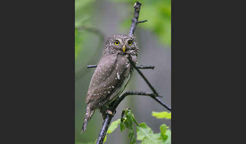 Sperlingskauz (Glaucidium passerinum)