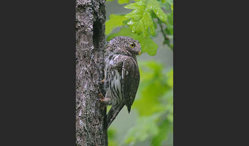 Sperlingskauz (Glaucidium passerinum)