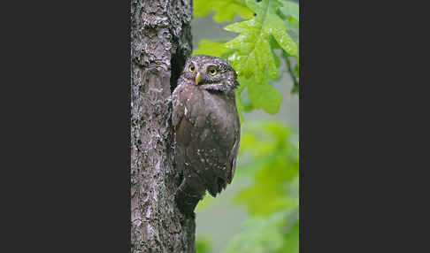 Sperlingskauz (Glaucidium passerinum)