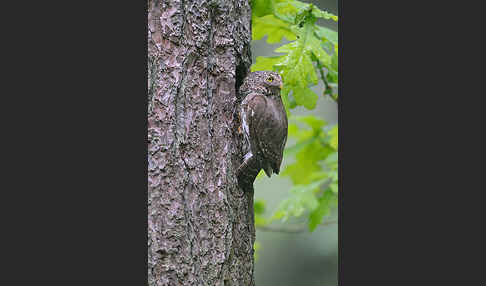 Sperlingskauz (Glaucidium passerinum)