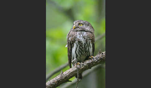 Sperlingskauz (Glaucidium passerinum)