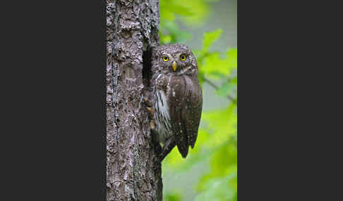 Sperlingskauz (Glaucidium passerinum)