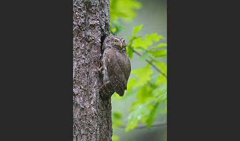 Sperlingskauz (Glaucidium passerinum)