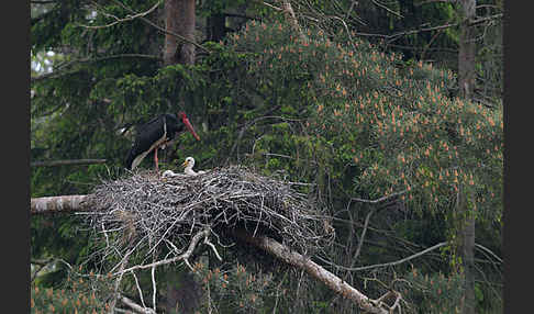 Schwarzstorch (Ciconia nigra)