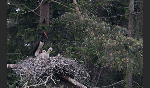 Schwarzstorch (Ciconia nigra)