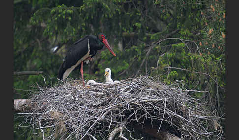 Schwarzstorch (Ciconia nigra)