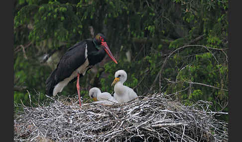 Schwarzstorch (Ciconia nigra)