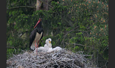 Schwarzstorch (Ciconia nigra)