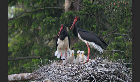 Schwarzstorch (Ciconia nigra)