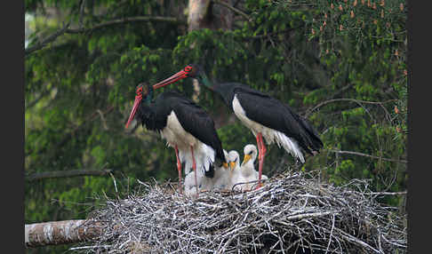 Schwarzstorch (Ciconia nigra)