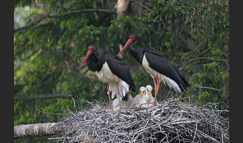 Schwarzstorch (Ciconia nigra)