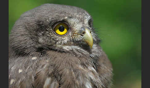 Sperlingskauz (Glaucidium passerinum)