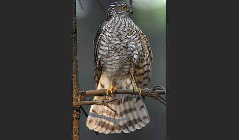 Sperber (Accipiter nisus)