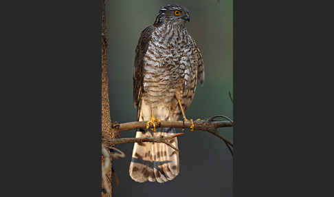 Sperber (Accipiter nisus)