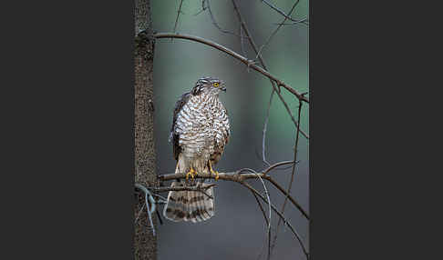 Sperber (Accipiter nisus)