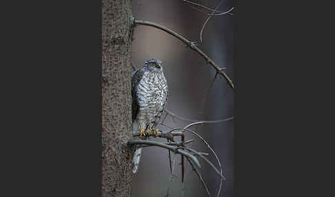 Sperber (Accipiter nisus)