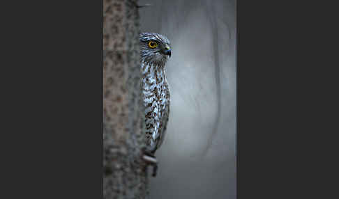 Sperber (Accipiter nisus)