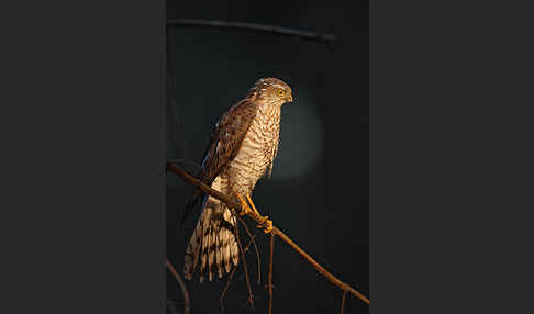 Sperber (Accipiter nisus)