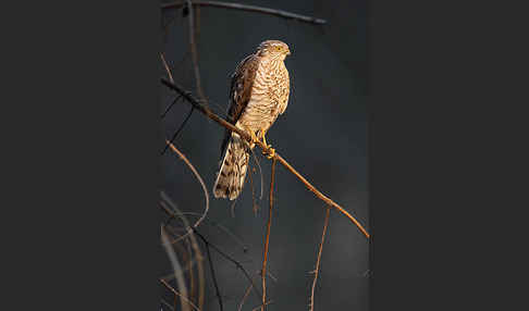 Sperber (Accipiter nisus)