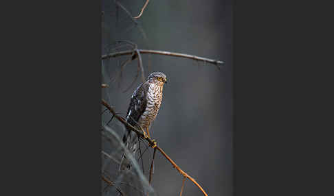 Sperber (Accipiter nisus)