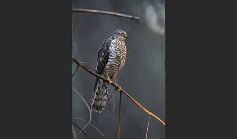 Sperber (Accipiter nisus)