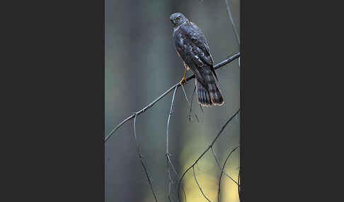 Sperber (Accipiter nisus)