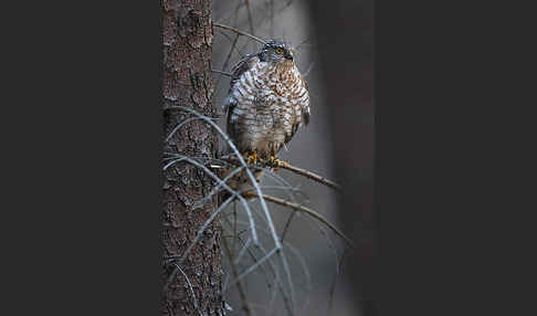 Sperber (Accipiter nisus)