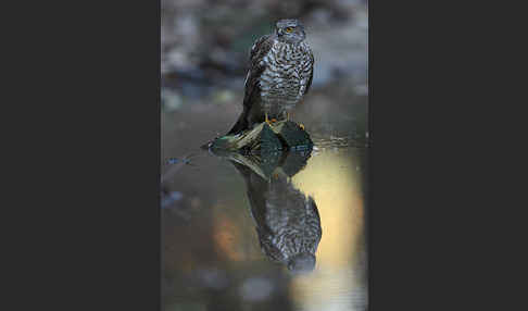 Sperber (Accipiter nisus)