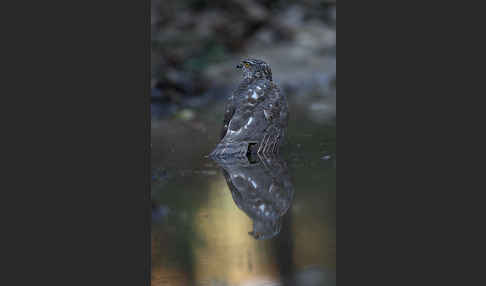 Sperber (Accipiter nisus)