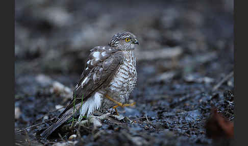 Sperber (Accipiter nisus)