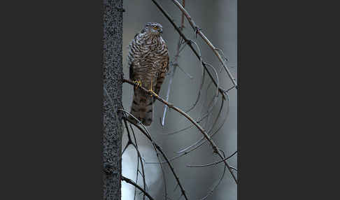 Sperber (Accipiter nisus)