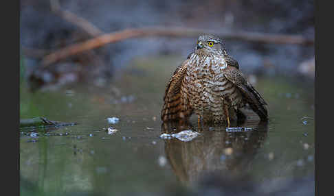 Sperber (Accipiter nisus)