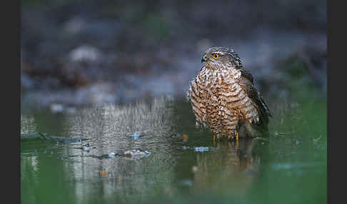 Sperber (Accipiter nisus)