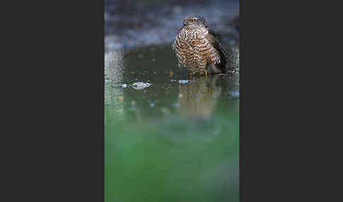 Sperber (Accipiter nisus)