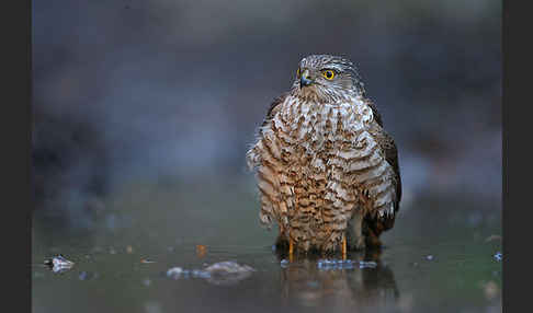 Sperber (Accipiter nisus)