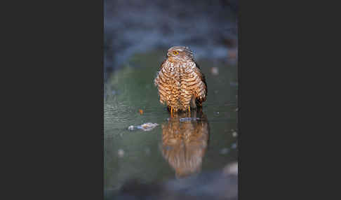 Sperber (Accipiter nisus)