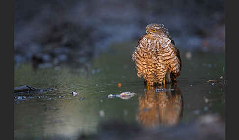 Sperber (Accipiter nisus)