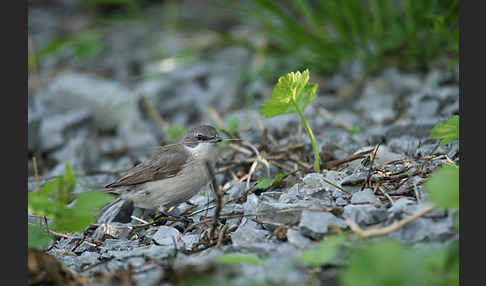 Zaungrasmücke (Sylvia curruca)