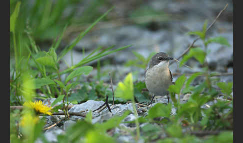 Zaungrasmücke (Sylvia curruca)