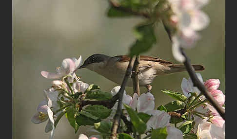 Zaungrasmücke (Sylvia curruca)