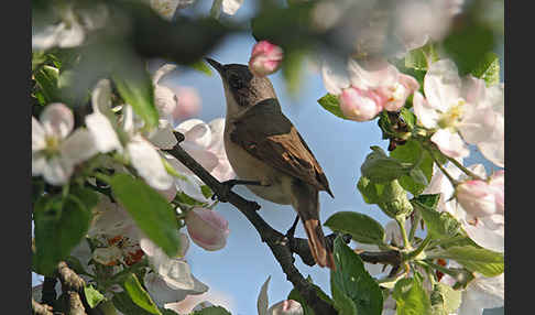 Zaungrasmücke (Sylvia curruca)