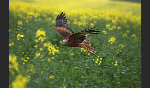 Rotmilan (Milvus milvus)