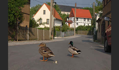 Stockente (Anas platyrhynchos)