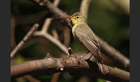 Gelbspötter (Hippolais icterina)