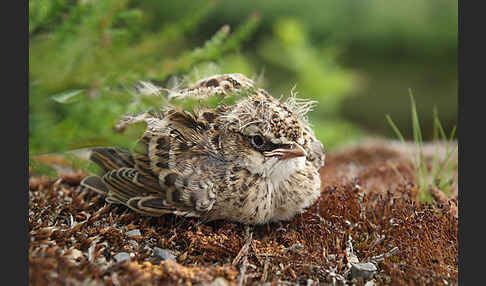 Feldlerche (Alauda arvensis)