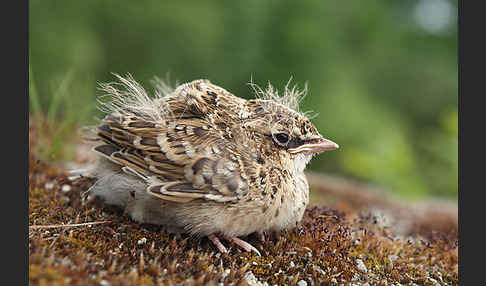 Feldlerche (Alauda arvensis)