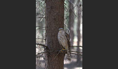 Sperber (Accipiter nisus)