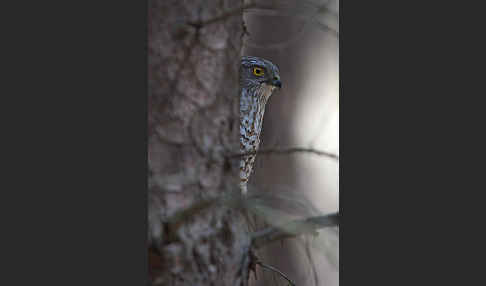 Sperber (Accipiter nisus)